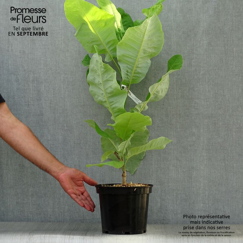 Spécimen de Magnolia macrophylla subsp. ashei - Magnolia à grandes feuilles Pot de 4L/5L tel que livré en automne