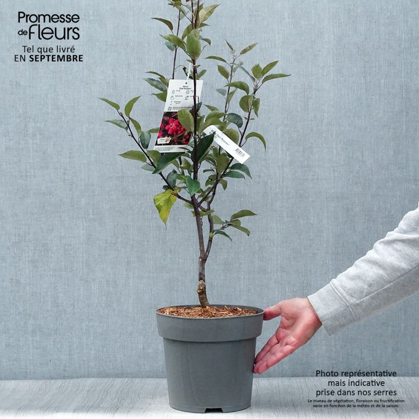 Spécimen de Pommier d'ornement - Malus Dark Rosaleen Pot de 6L/7L tel que livré en automne