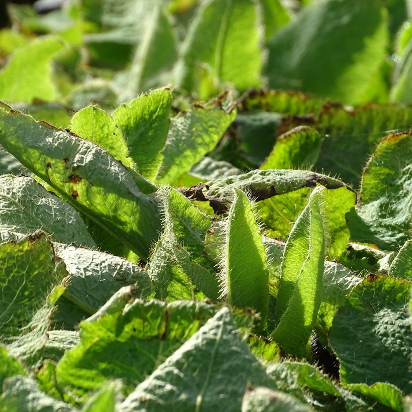 Meconopsis betonicifolia (Folhagem)