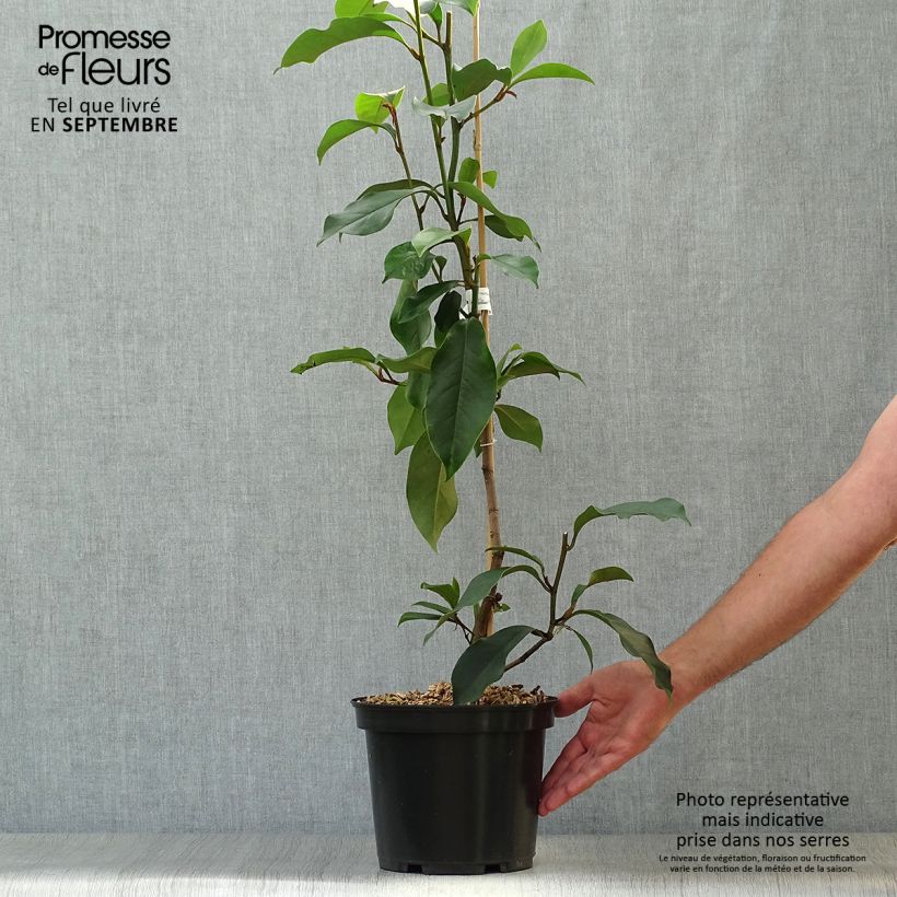 Spécimen de Michelia (x) foggii Allspice - Michelia hybride Pot de 4L/5L tel que livré en automne