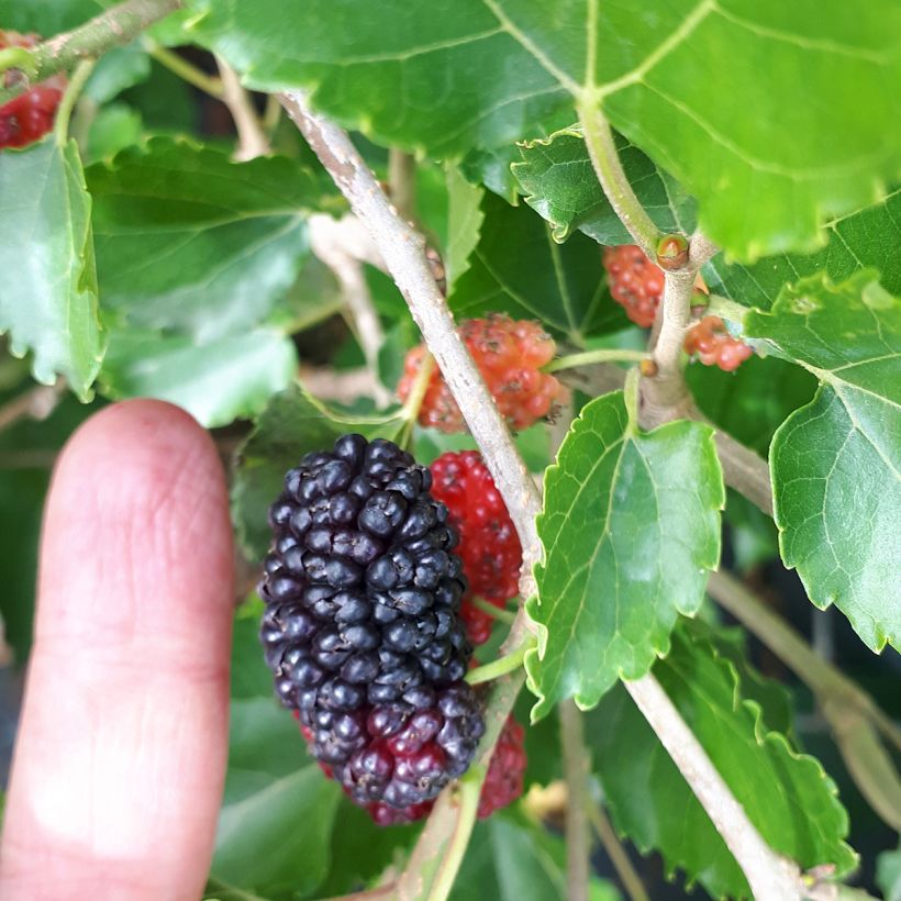 Morus alba Milanowek - Mûrier blanc (Récolte)