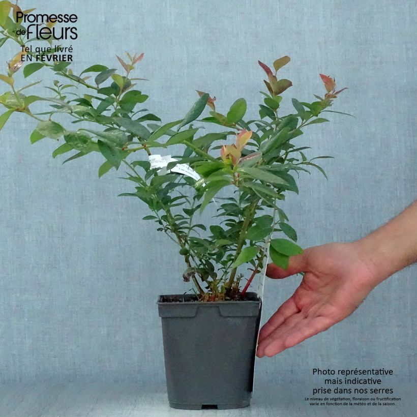 Spécimen de Myrtille d'Amérique - Vaccinium corymbosum Atlantic Pot de 1,5L/2L tel que livré en automne