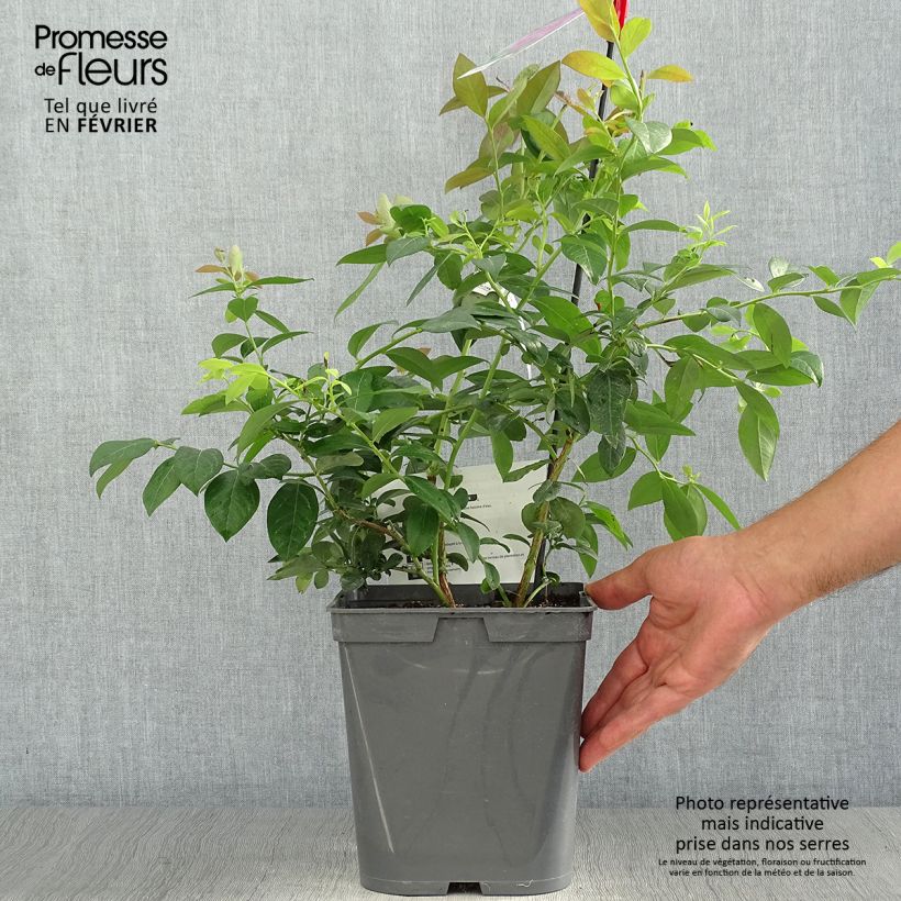 Spécimen de Myrtille d'Amérique - Vaccinium corymbosum Atlantic Pot de 4L/5L tel que livré en automne
