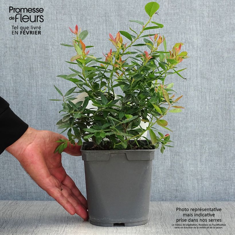 Spécimen de Myrtille d'Amérique - Vaccinium corymbosum Blue Pearl Pot de 2L/3L tel que livré en automne