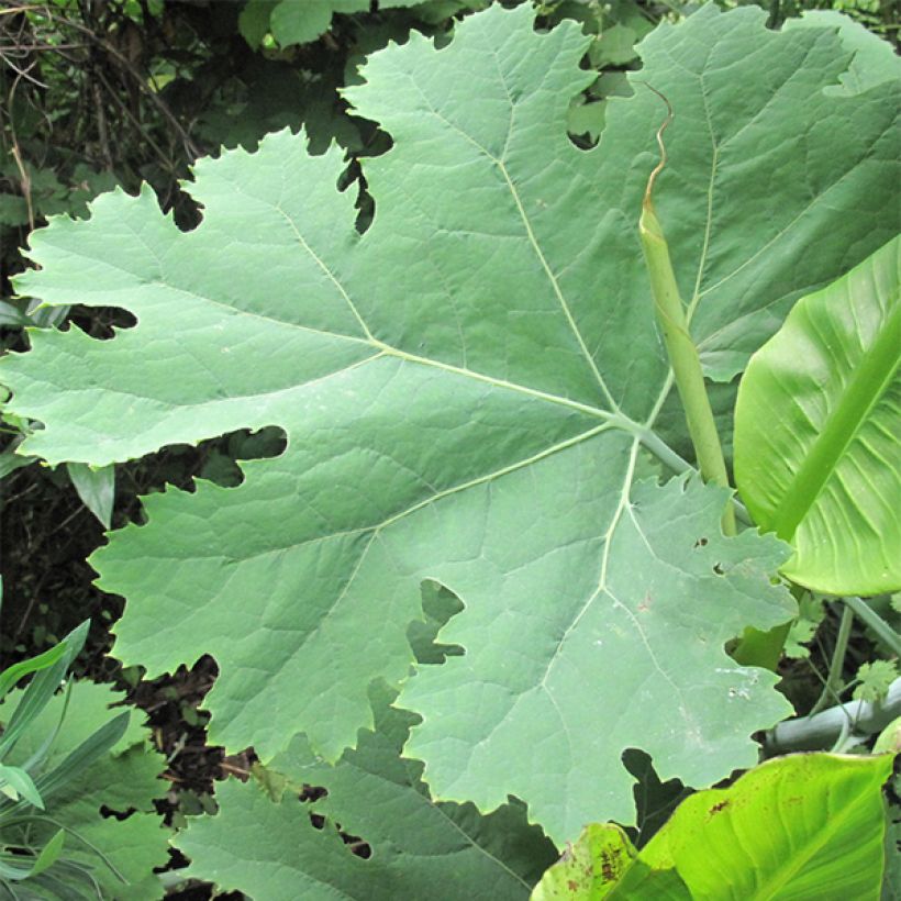 Macleaya cordata - Bocconie cordée (Feuillage)