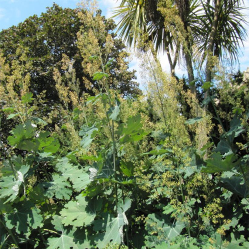 Macleaya cordata - Bocconie cordée (Port)