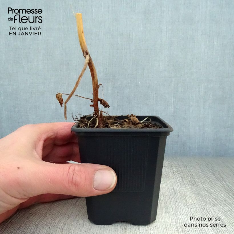 Spécimen de Macleaya cordata - Bocconie cordée Godet de 8/9 cm tel que livré en hiver