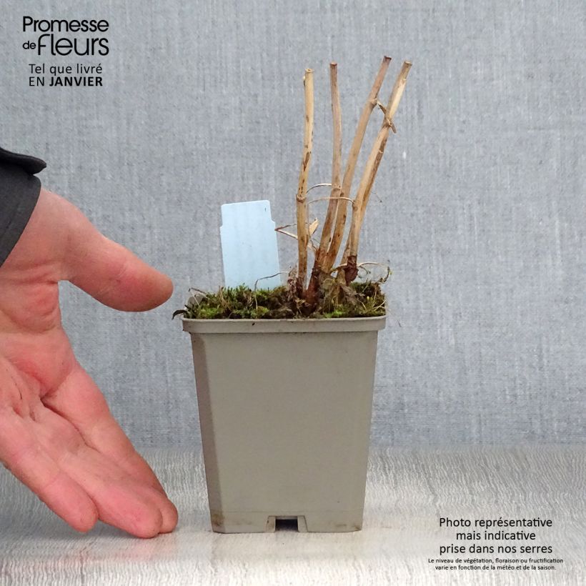 Spécimen de Macleaya microcarpa Kelway's Coral Plume - Bocconie Godet de 8/9 cm tel que livré en hiver