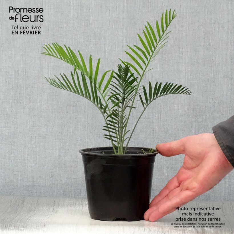 Spécimen de Macrozamia communis Pot de 12 cm / 13 cm tel que livré en hiver