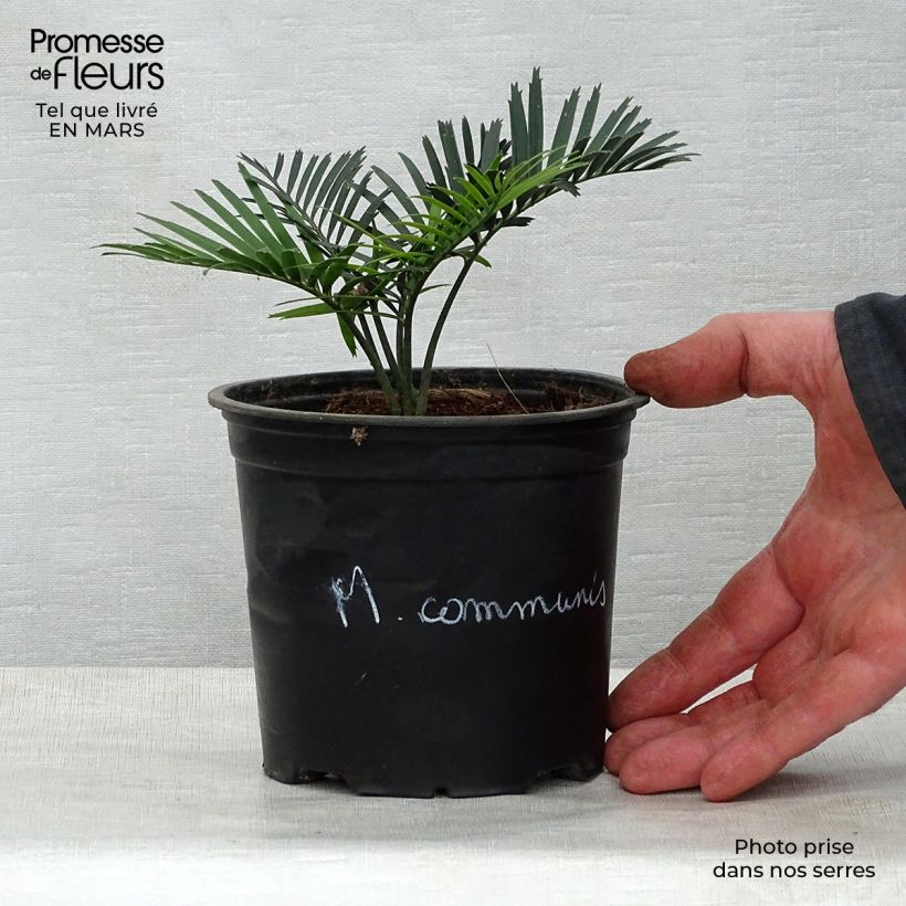 Spécimen de Macrozamia communis Pot de 12 cm / 13 cm tel que livré au printemps