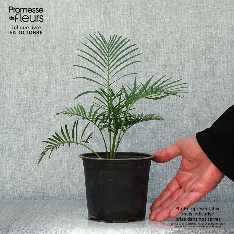 Spécimen de Macrozamia communis Pot de 12 cm / 13 cm tel que livré en automne