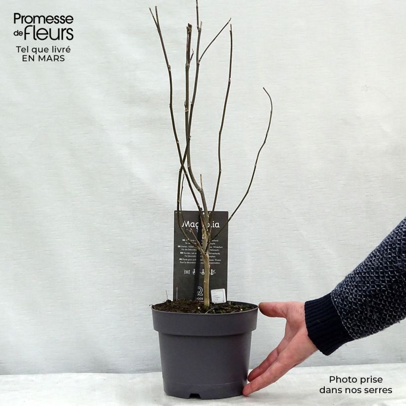 Spécimen de Magnolia Betty Pot de 4L/5L tel que livré au printemps