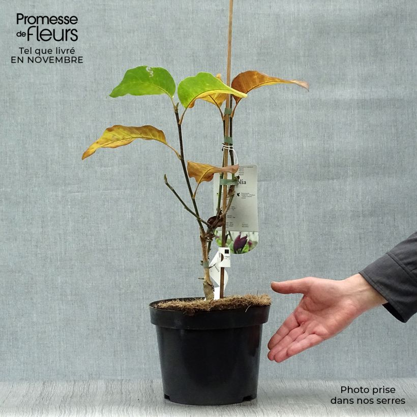 Spécimen de Magnolia Black Beauty Pot de 2L/3L tel que livré en automne
