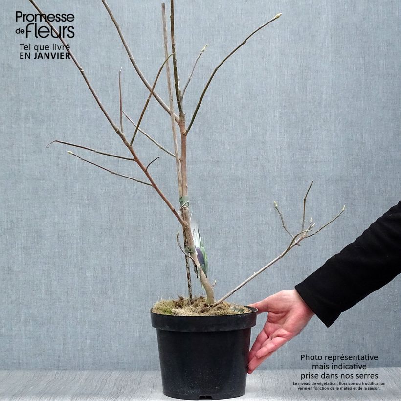 Spécimen de Magnolia Black Beauty Pot de 2L/3L tel que livré en hiver