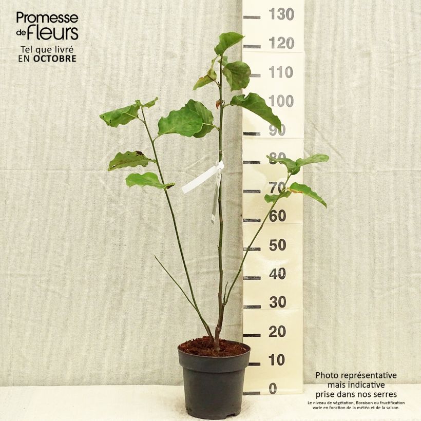 Spécimen de Magnolia Black Beauty Pot de 6L/7L tel que livré en automne