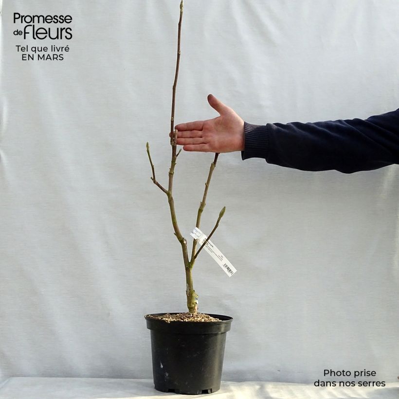 Spécimen de Magnolia Black Tulip Pot de 4L/5L tel que livré au printemps