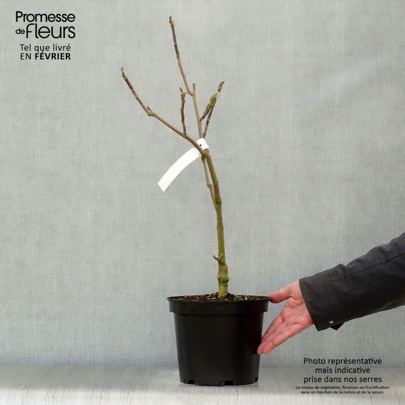 Spécimen de Magnolia Black Tulip Pot de 4L/5L tel que livré en hiver