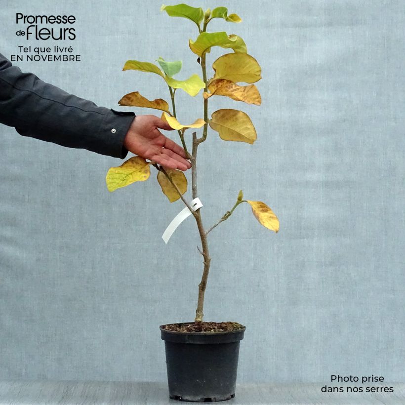 Spécimen de Magnolia Burgundy Star Pot de 4L/5L tel que livré en automne