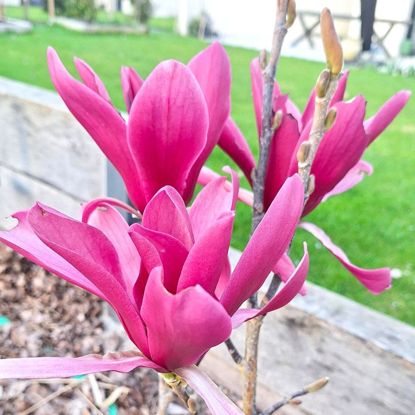 Magnolia Burgundy Star (Floraison)