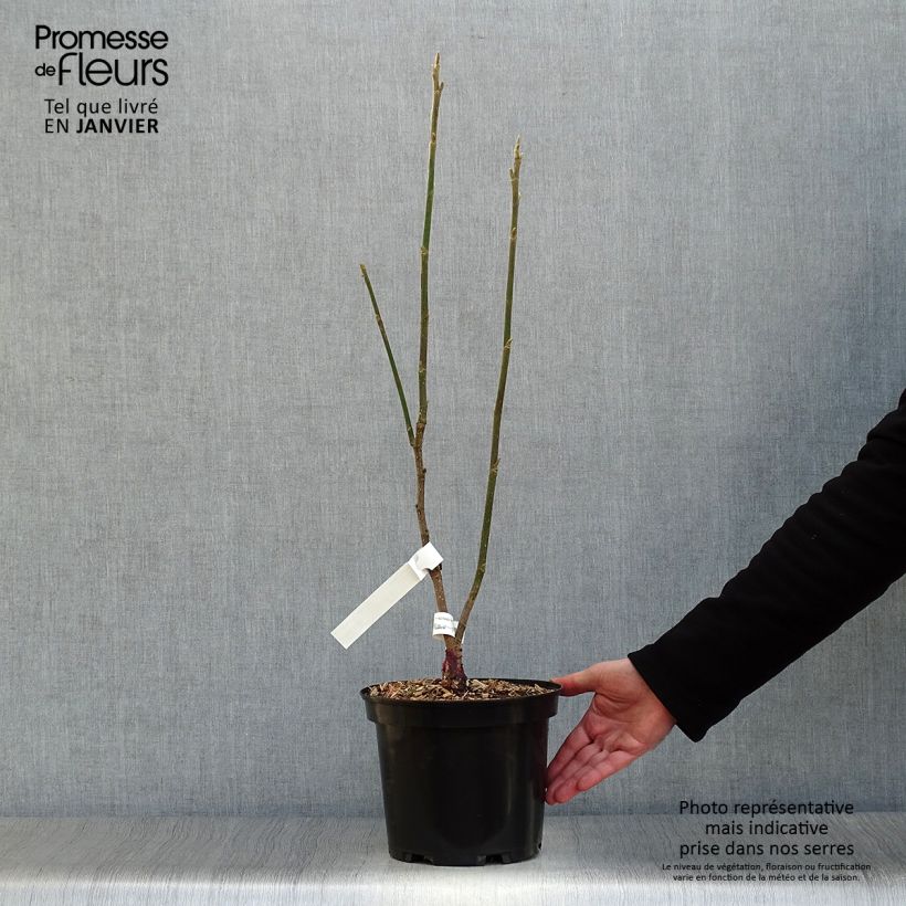 Spécimen de Magnolia Burgundy Star Pot de 4L/5L tel que livré en hiver