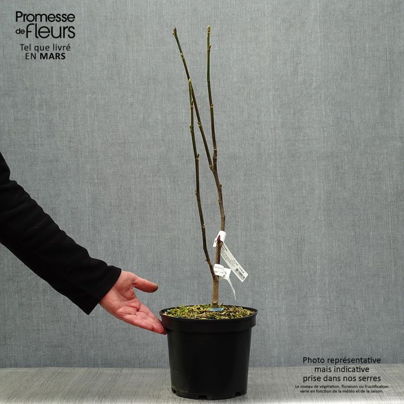 Spécimen de Magnolia Burgundy Star Pot de 4L/5L tel que livré au printemps