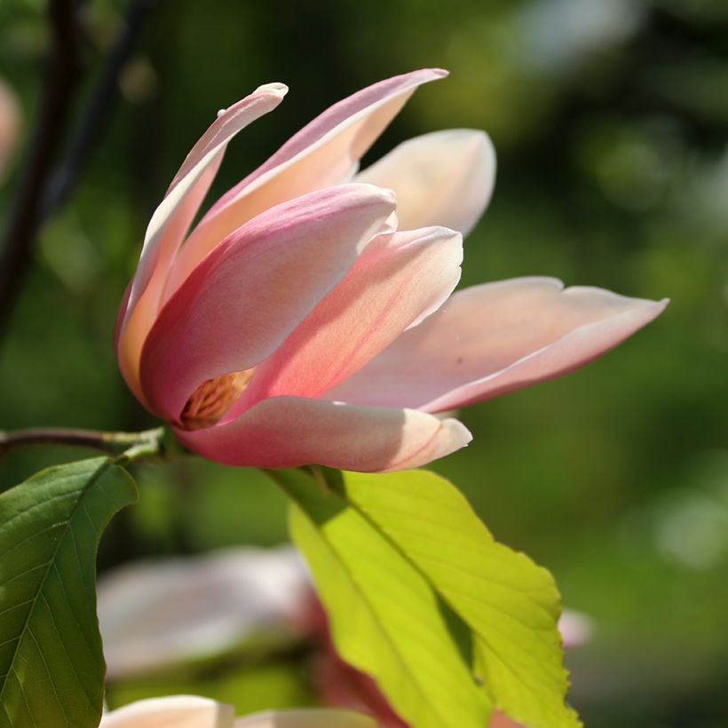 Magnolia Coral Reef (Floraison)