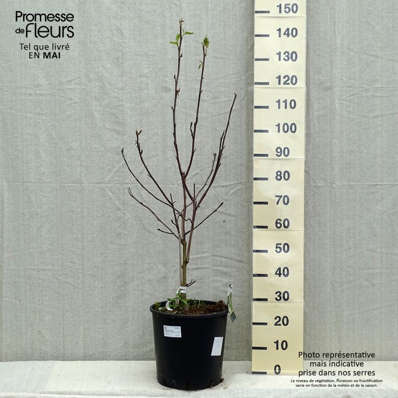 Spécimen de Magnolia Daphne Pot de 7,5L/10L tel que livré au printemps