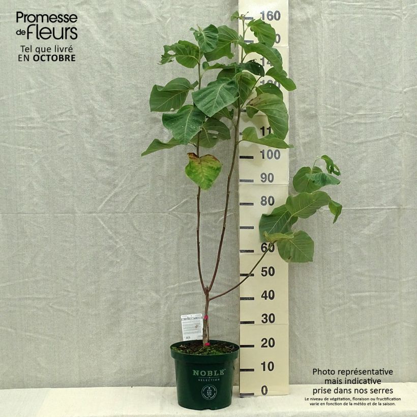 Spécimen de Magnolia Daphne Pot de 4L/5L tel que livré en automne