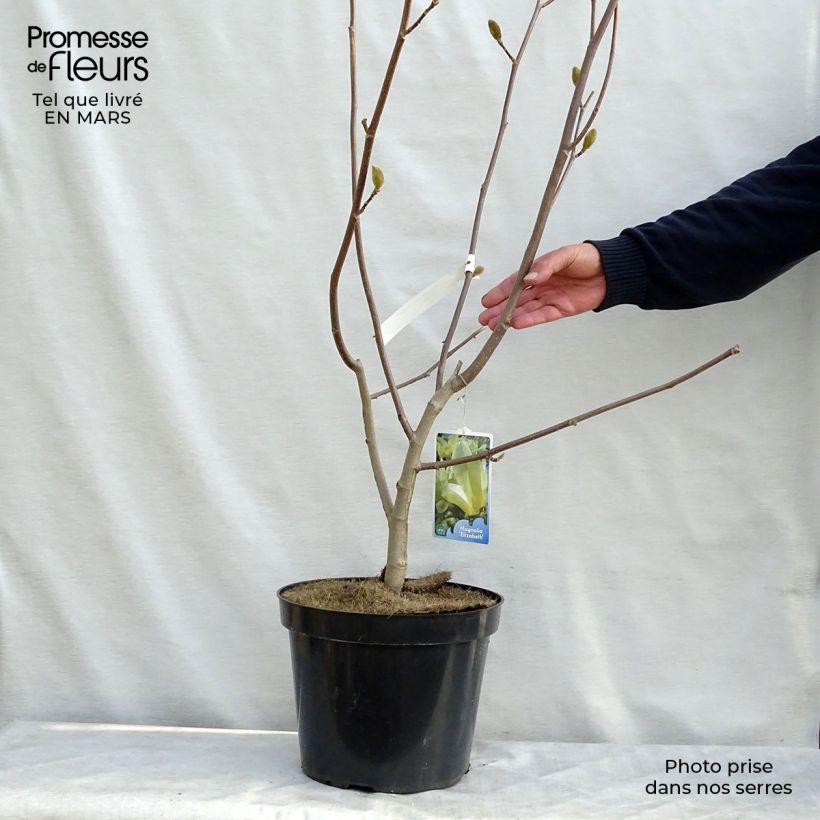 Spécimen de Magnolia Elisabeth Pot de 7,5L/10L tel que livré au printemps