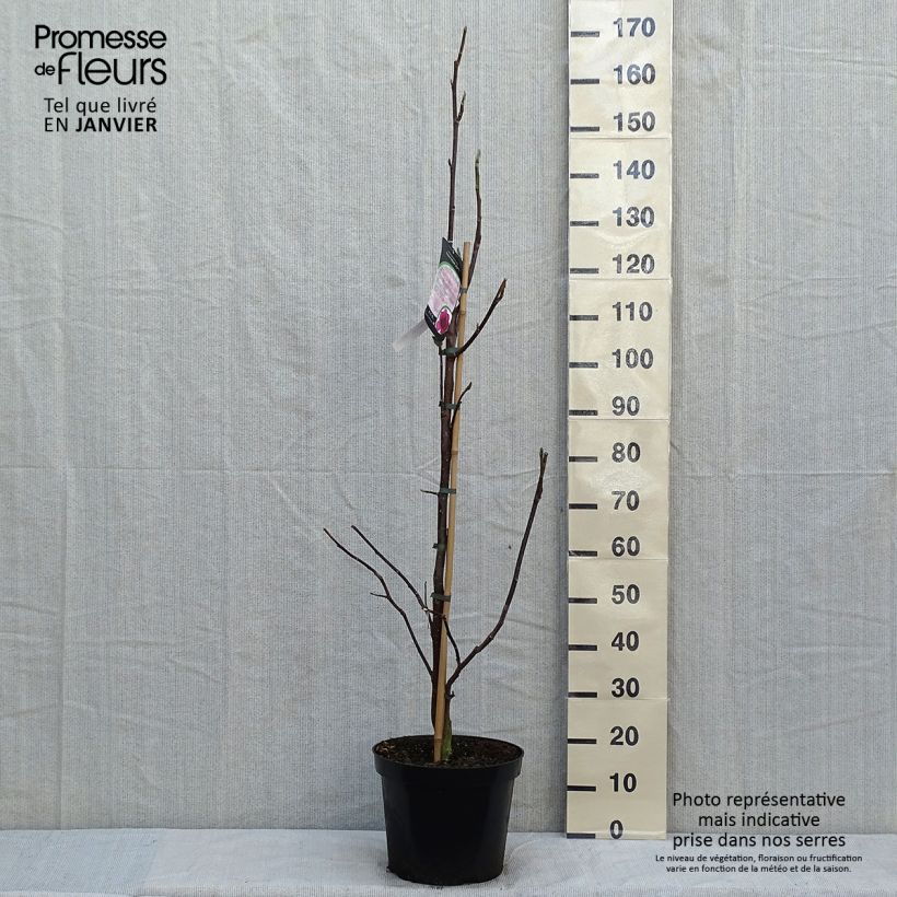 Spécimen de Magnolia Emperor Pot de 7,5L/10L tel que livré en hiver