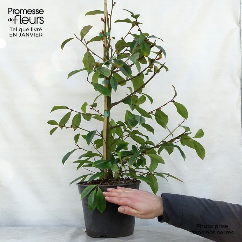 Spécimen de Magnolia Fairy Blush - Michelia hybride Pot de 4L/5L tel que livré en hiver