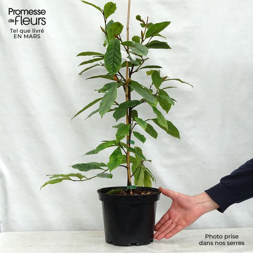 Spécimen de Magnolia Fairy Cream - Magnolia hybride Pot de 3L/4L tel que livré au printemps