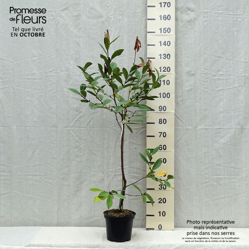 Spécimen de Magnolia Fairy Cream - Magnolia hybride Pot de 3L/4L tel que livré en automne