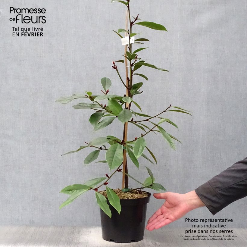Spécimen de Magnolia Fairy Cream - Magnolia hybride Pot de 3L/4L tel que livré en hiver
