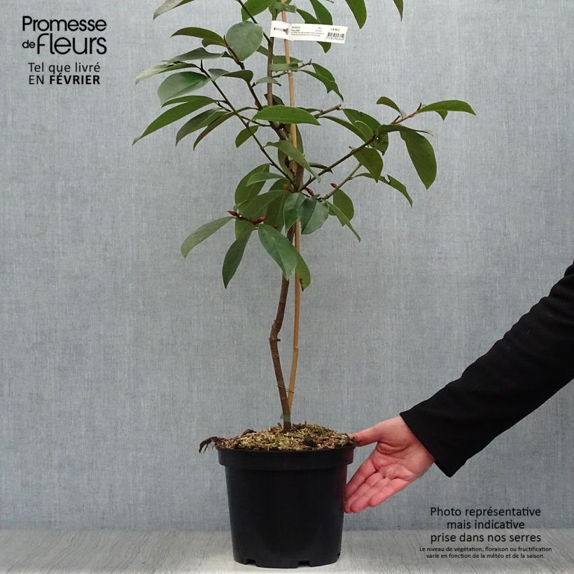 Spécimen de Magnolia Fairy White - Michelia hybride Pot de 4L/5L tel que livré en hiver