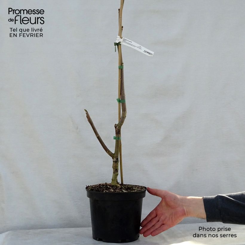 Spécimen de Magnolia Felix Jury Pot de 4L/5L tel que livré en hiver