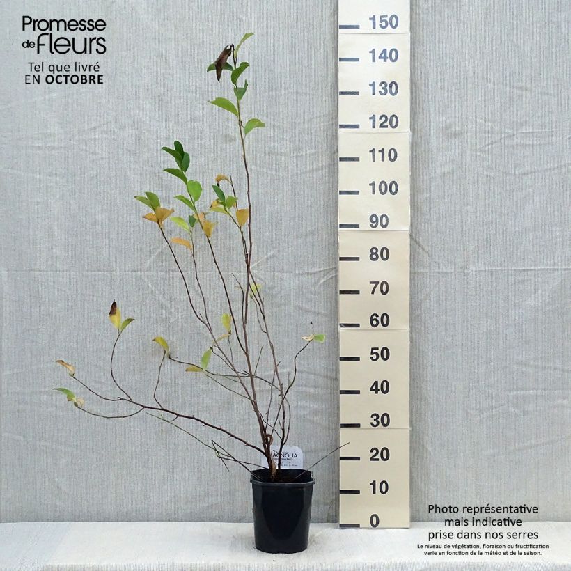 Spécimen de Magnolia George Henry Kern Pot de 3L/4L tel que livré en automne