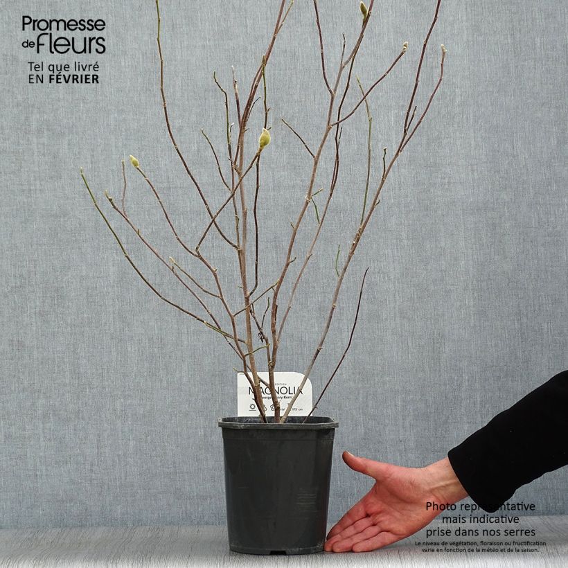 Spécimen de Magnolia George Henry Kern Pot de 3L/4L tel que livré en hiver