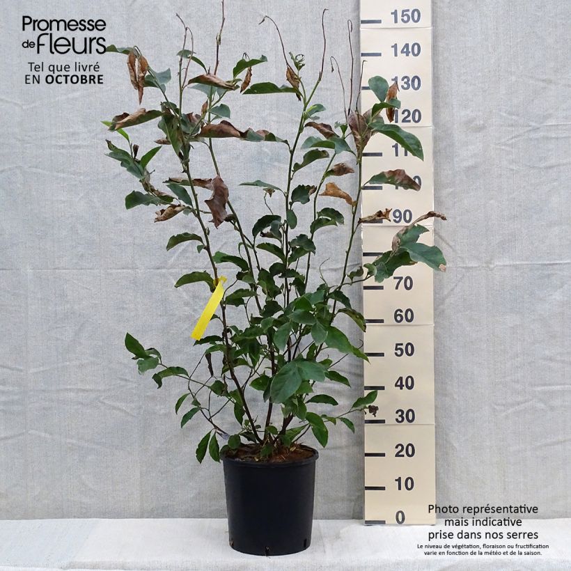 Spécimen de Magnolia George Henry Kern Pot de 12L/15L tel que livré en automne