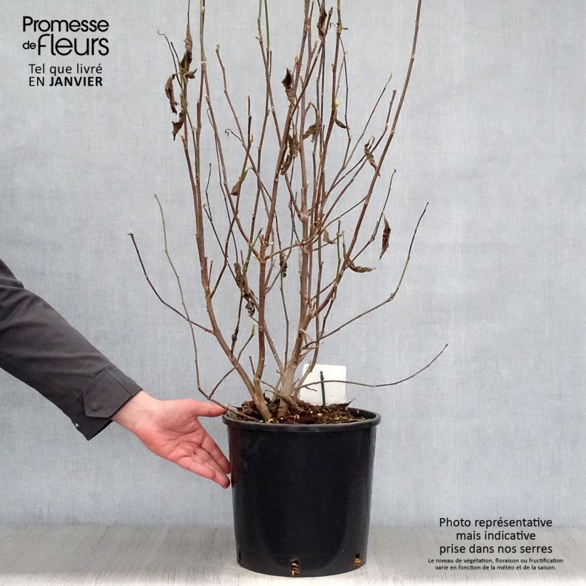 Spécimen de Magnolia George Henry Kern Pot de 12L/15L tel que livré en hiver