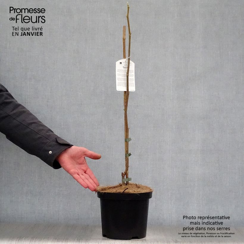 Spécimen de Magnolia Gold Star Pot de 4L/5L tel que livré en hiver
