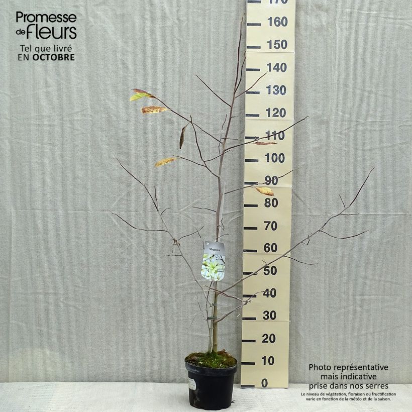 Spécimen de Magnolia Gold Star Pot de 4L/5L tel que livré en automne