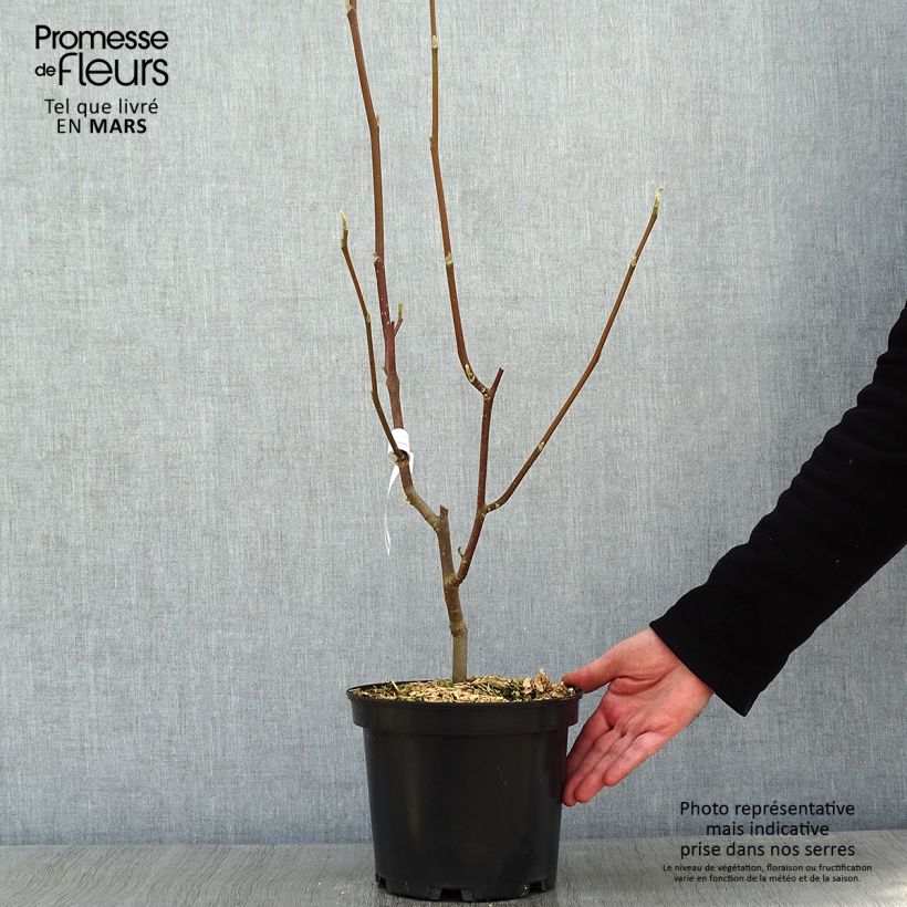 Spécimen de Magnolia Heaven Scent  Pot de 4L/5L tel que livré en hiver