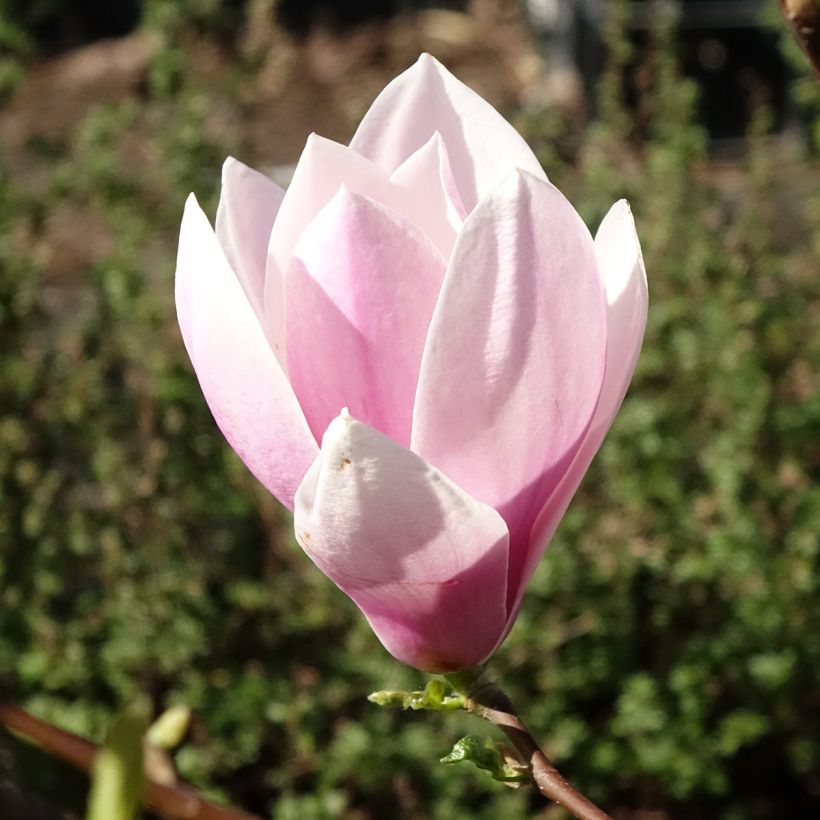 Magnolia - Magnolia x soulangeana Andre Leroy (Floraison)