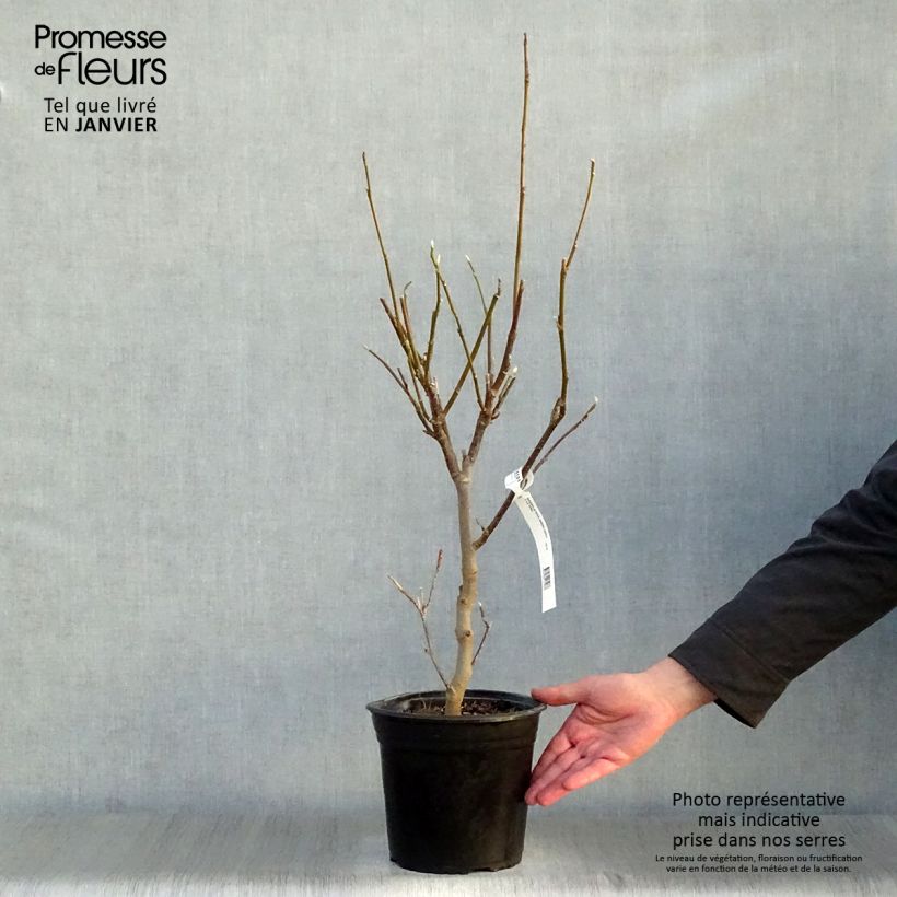 Spécimen de Magnolia - Magnolia x soulangeana Andre Leroy Pot de 4L/5L tel que livré en hiver