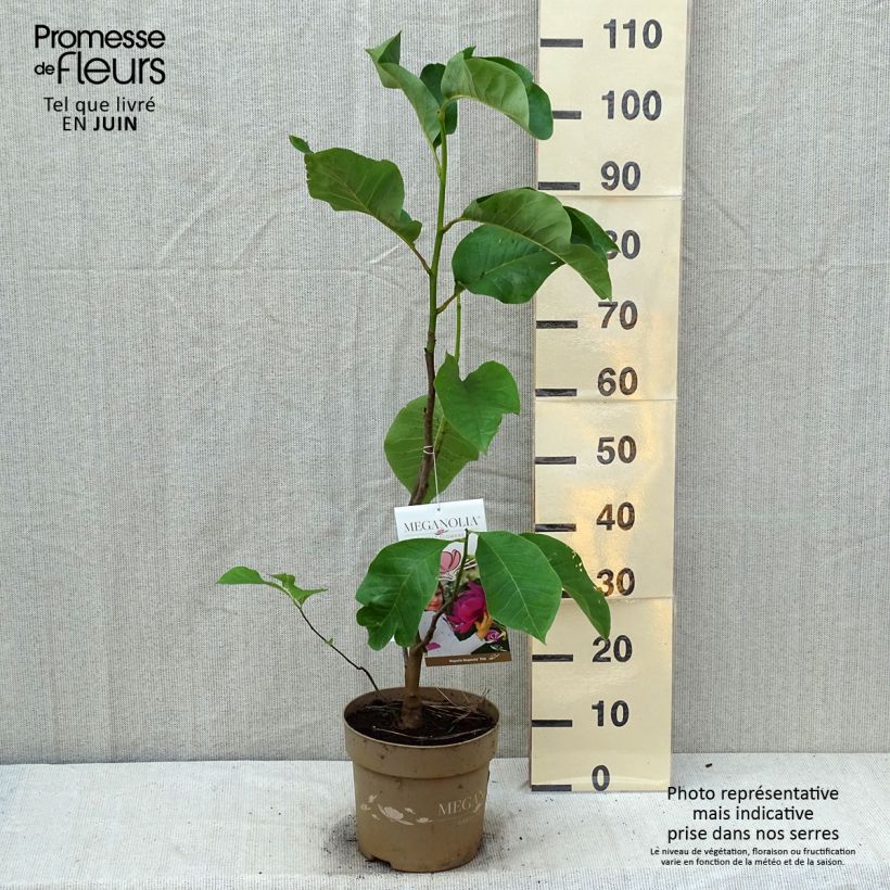 Spécimen de Magnolia Meganolia Pot de 4L/5L tel que livré en été