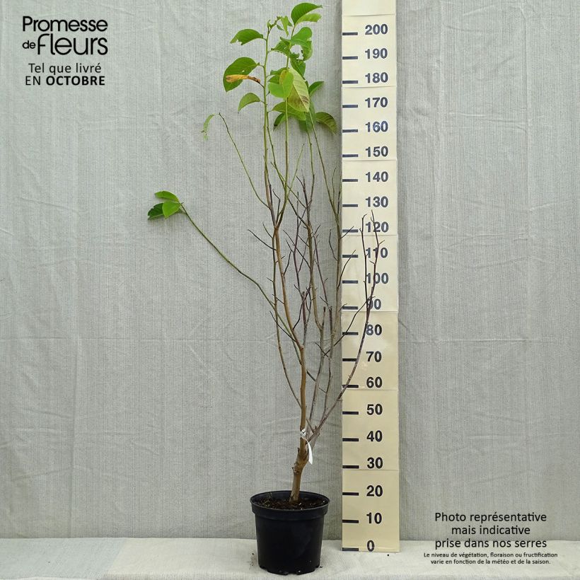 Spécimen de Magnolia Star Wars - Magnolia campbellii (x) liliiflora Pot de 7,5L/10L tel que livré en automne
