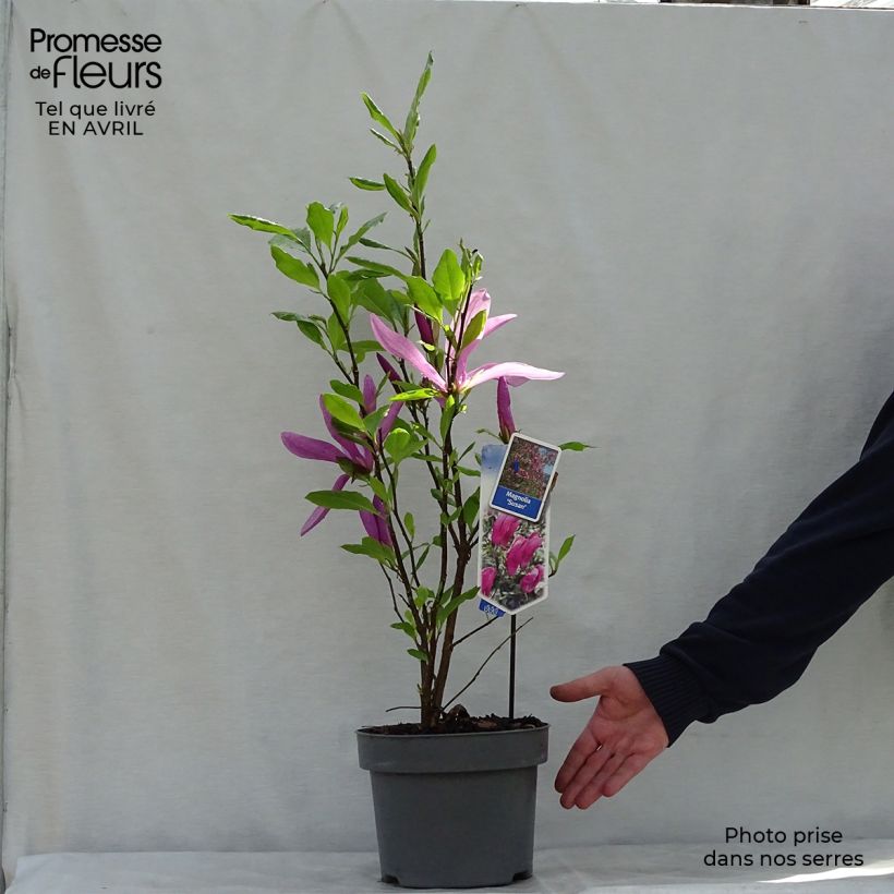 Spécimen de Magnolia Susan Pot de 3L/4L tel que livré au printemps