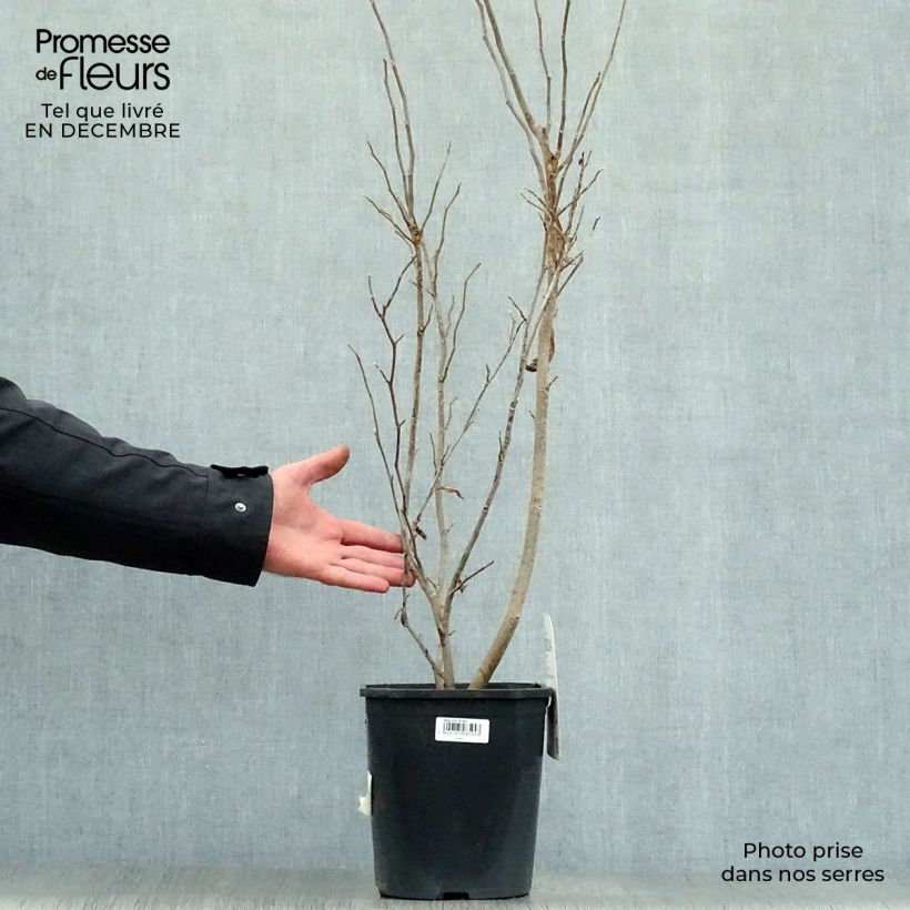 Spécimen de Magnolia Susan Pot de 3L/4L tel que livré en hiver