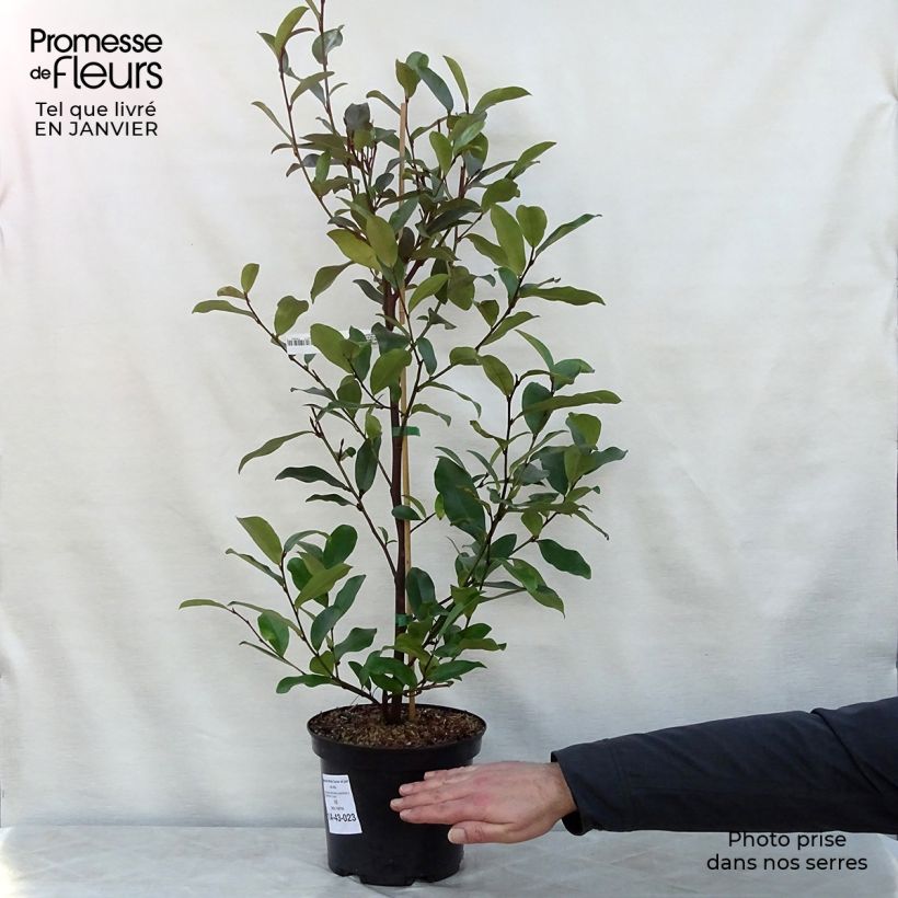 Spécimen de Magnolia White Caviar Pot de 3L/4L tel que livré en hiver